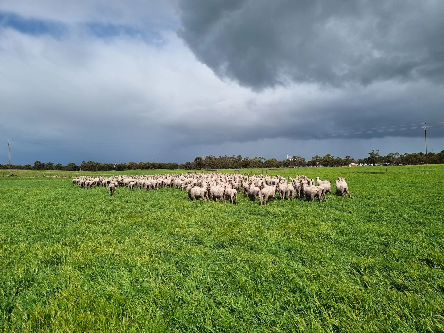 "Jacks" Sec 7 Schultz Road, Tintinara SA 5266