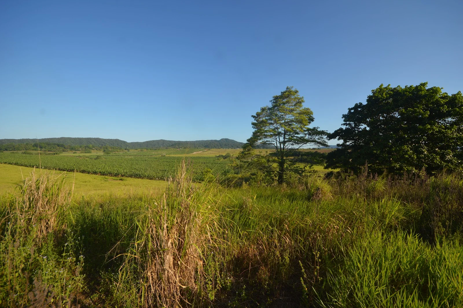 Additional image 19 of 1212 Innisfail Japoon Road, Camp Creek QLD 4871