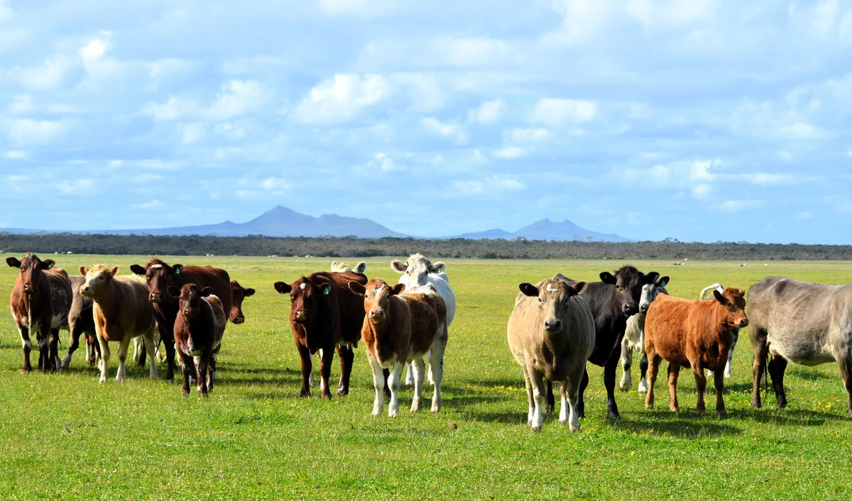 Additional image 5 of Lot 1208 Borden-Bremer Bay Road, Bremer Bay WA 6338