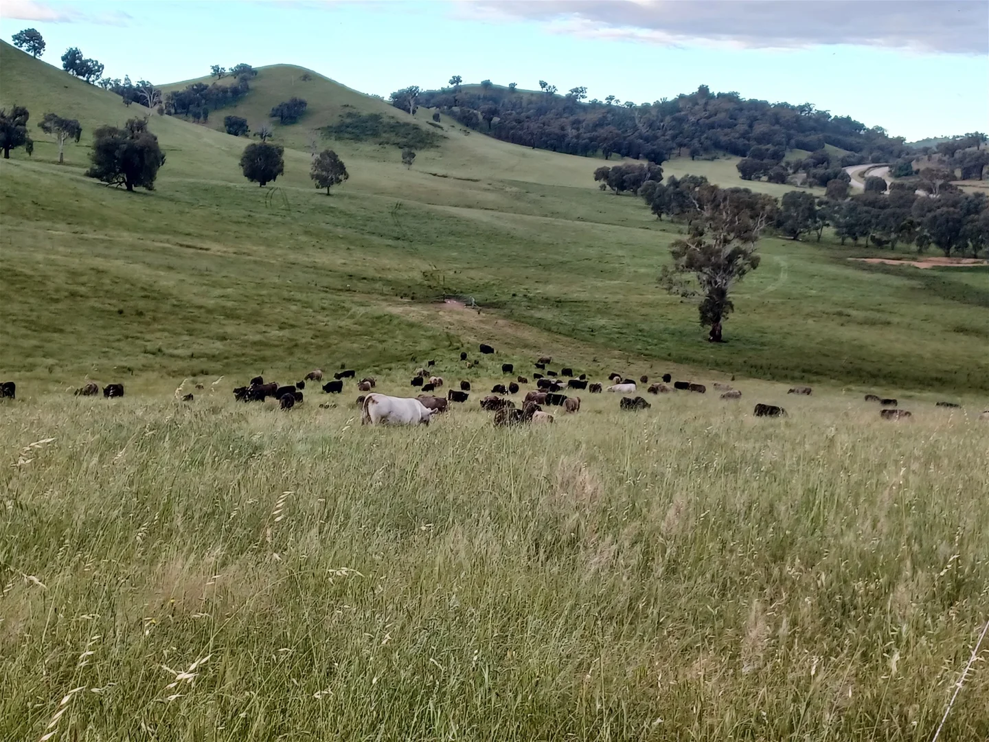 Additional image 10 of 3924 Hume Highway, Tarcutta NSW 2652