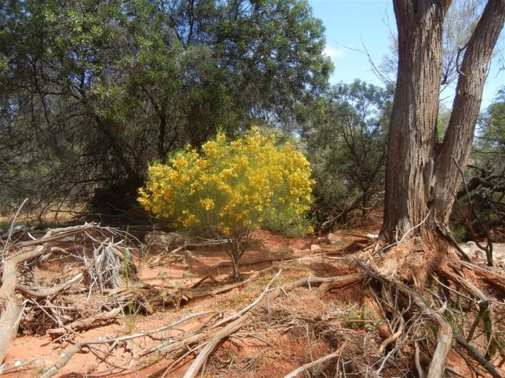 Additional image 22 of Great Northern Highway, Mount Magnet WA 6638