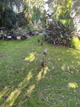 Additional image 6 of 53 Hilary Street, The Gap QLD 4825