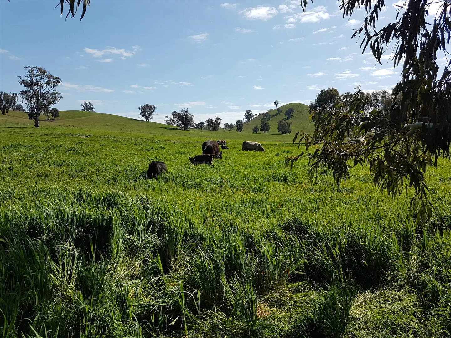 Additional image 11 of 3924 Hume Highway, Tarcutta NSW 2652