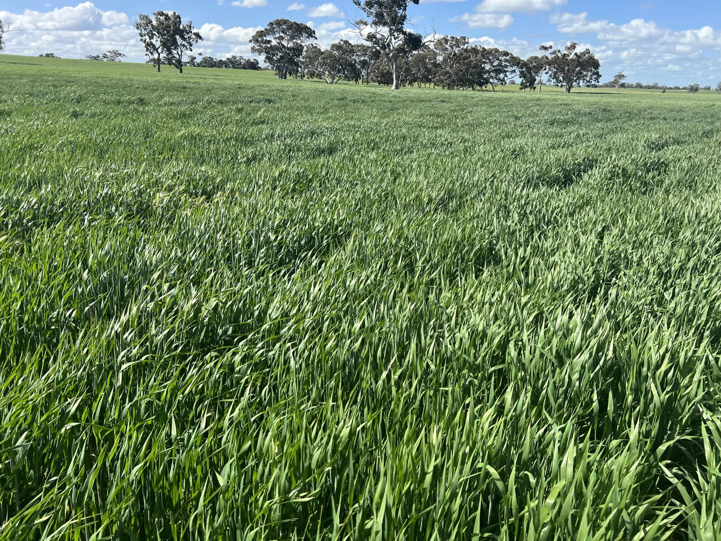 Additional image 5 of 559 Old Stone Tank Road, Mundulla SA 5270