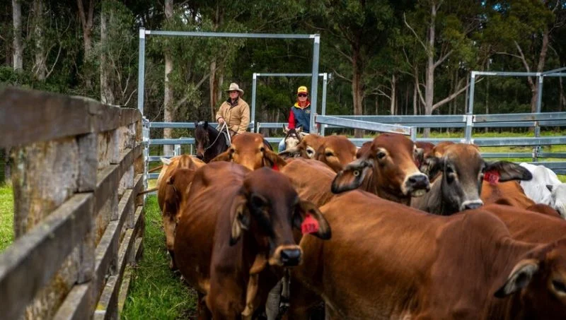 Additional image 27 of 224 Wallaroo Range Road, Willsons Downfall NSW 2372