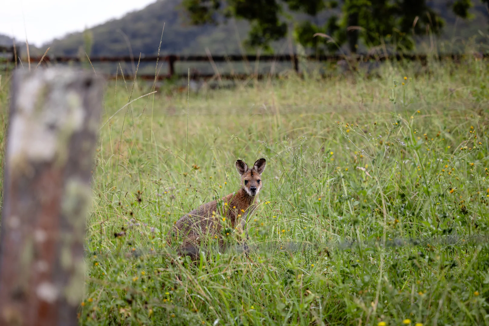 Additional image 28 of 382 Norwood Lane, Mount George NSW 2424