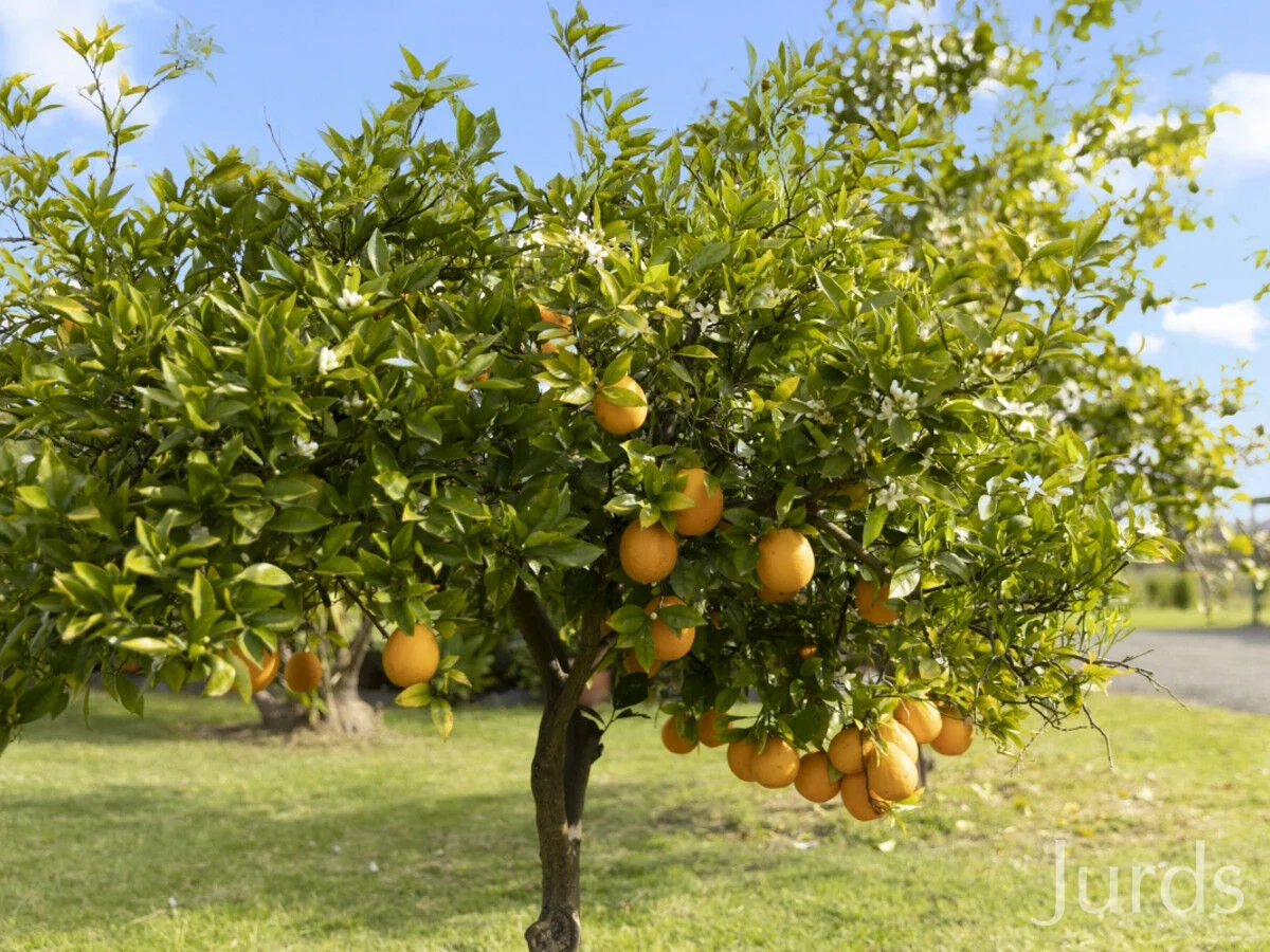 Additional image 45 of 307 Talga Road, Lovedale NSW 2325