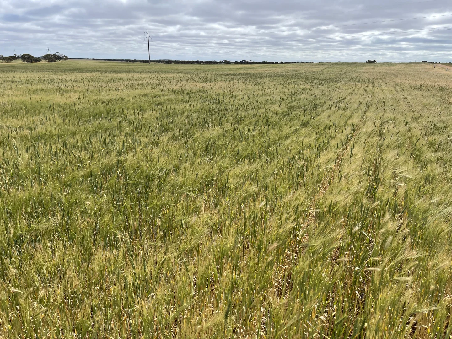 Additional image 10 of Lot/41 Skinner Road, Warramboo SA 5650