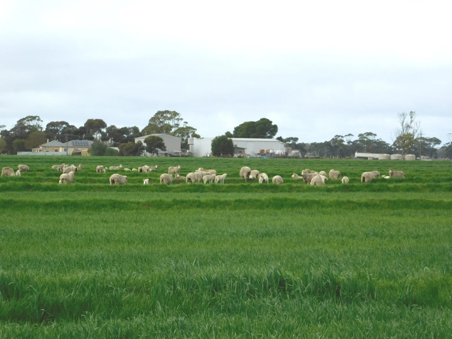 Additional image 4 of 16472 Dukes Hwy, Bordertown SA 5268