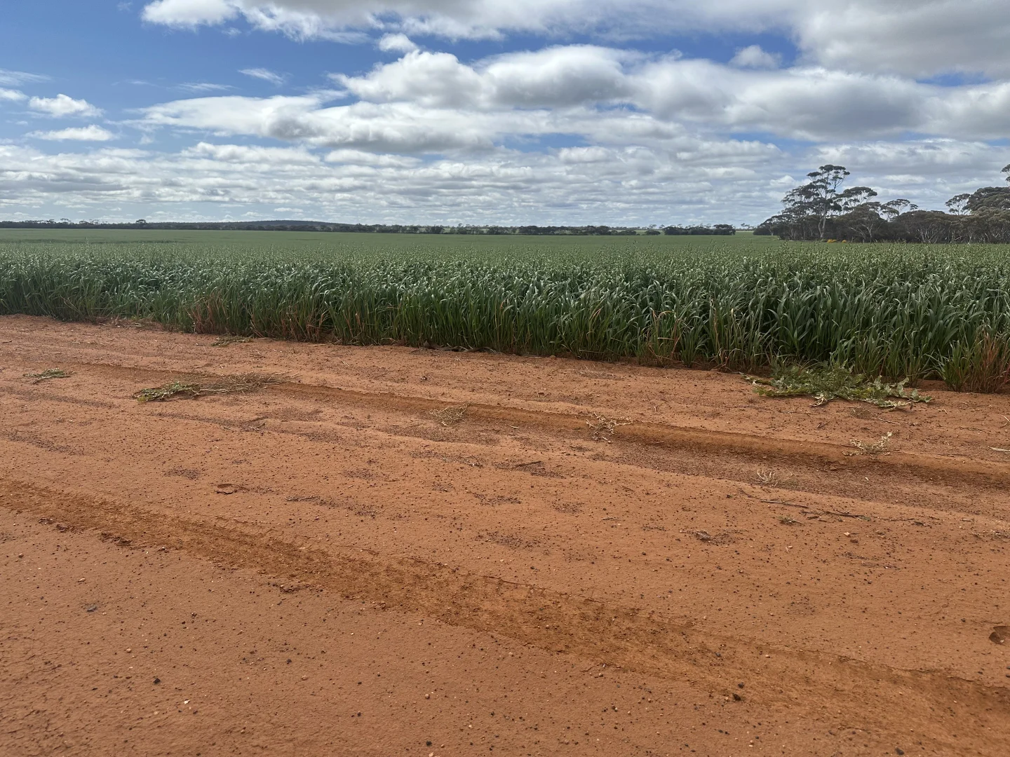 Additional image 52 of 3279 Calzoni Road, Hyden WA 6359