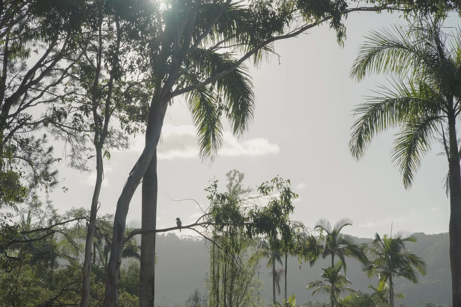 Additional image 23 of 275 Signata Road, Pimlico NSW 2478