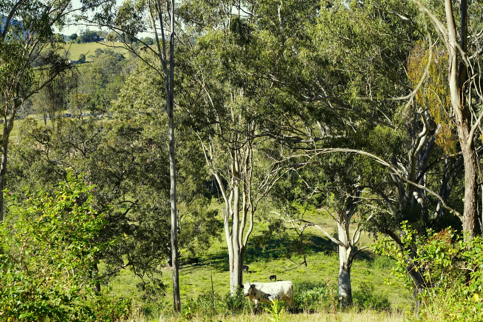 Additional image 32 of 2425 Pine Creek Rd, Lismore NSW 2480