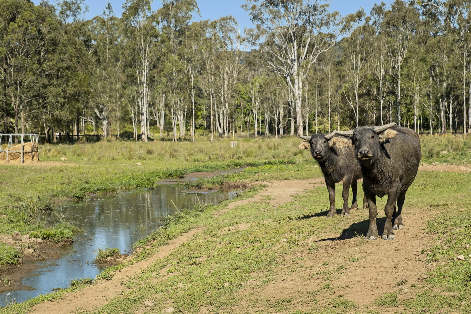 Additional image 17 of 24 Paddy Melon Lane, Belli Park QLD 4562