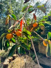 Additional image 31 of Castle Hill NSW 2154