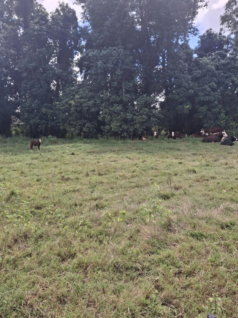 Additional image 11 of 122 Longs Road, Bucca QLD 4670