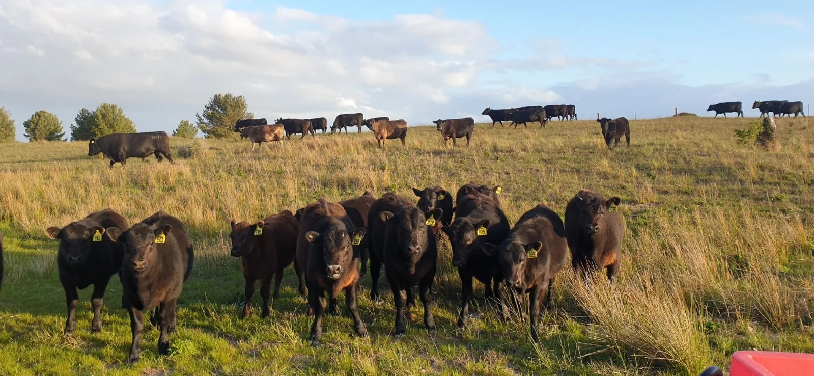 Additional image 39 of 26 Griffin Road, Clayton Bay SA 5256