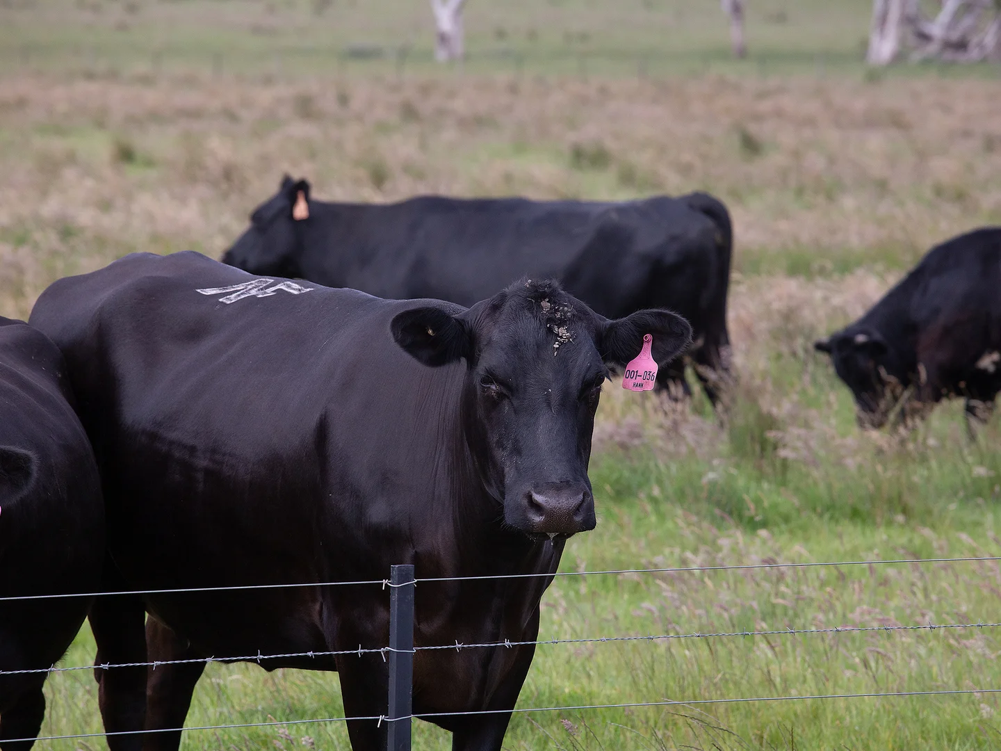 Additional image 18 of 931 Gorae Road, Gorae VIC 3305