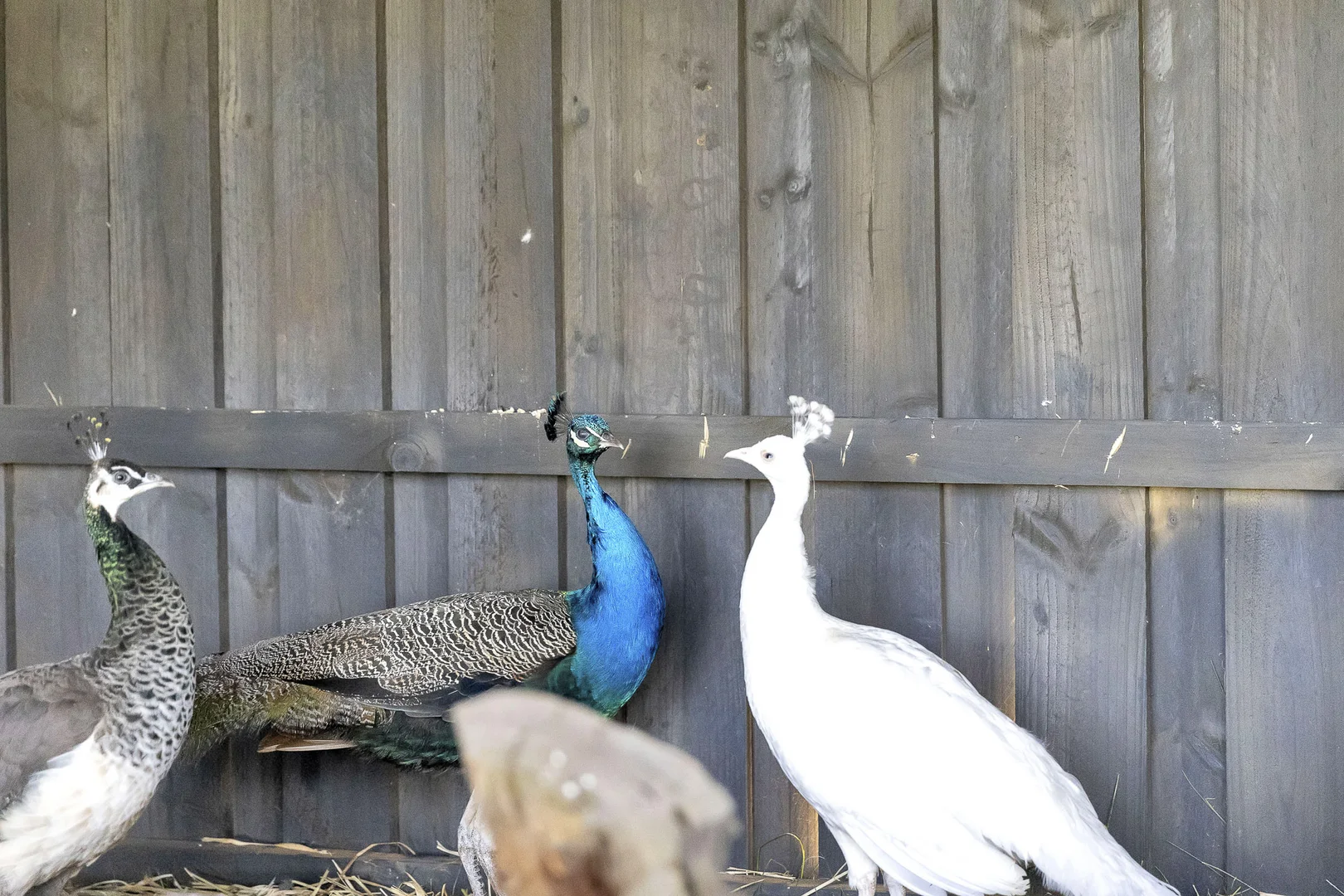 Additional image 14 of 120 Narraburra Road, Little River VIC 3211