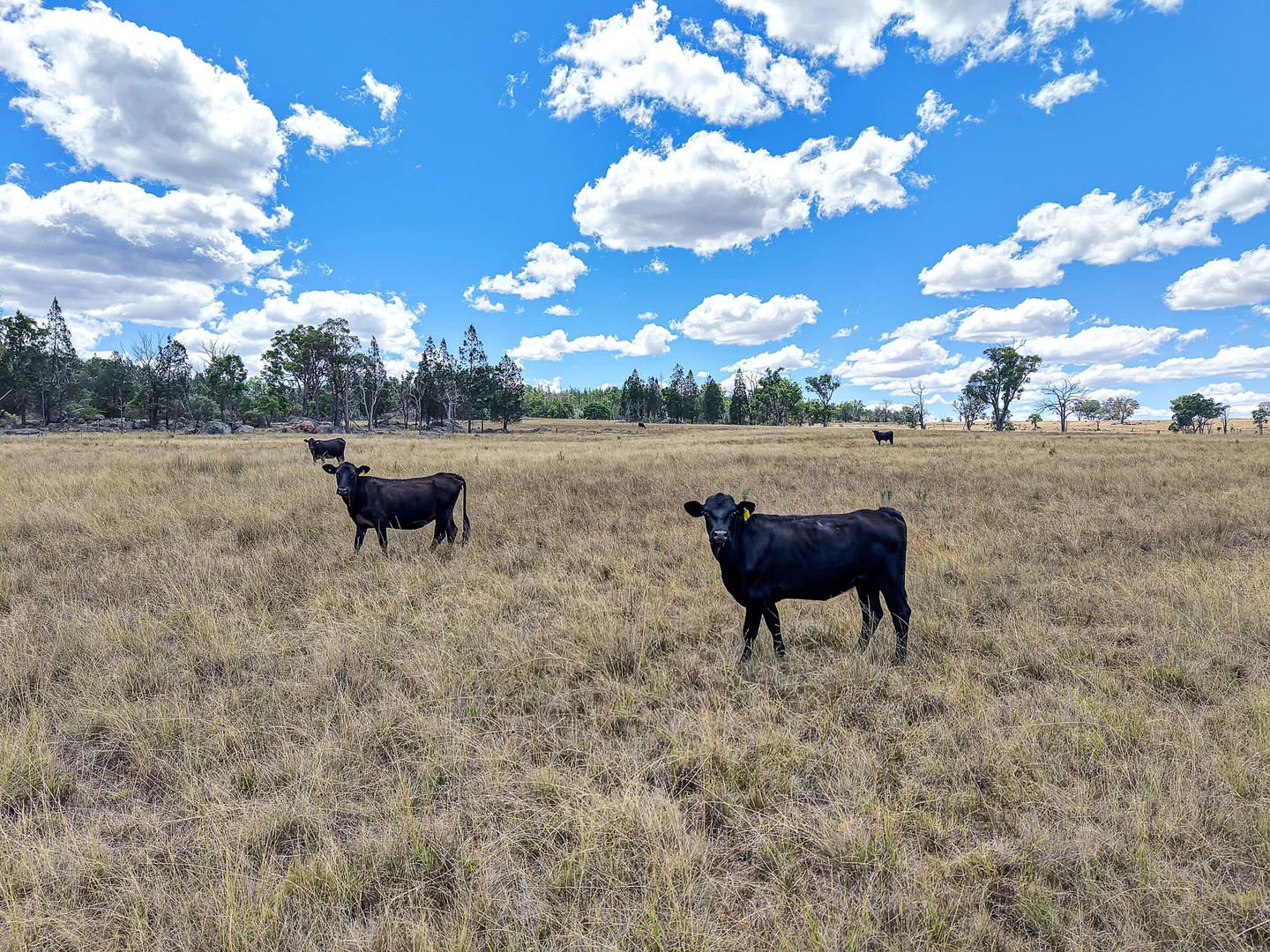 Additional image 18 of 742 Bendemeer Road, Kingstown NSW 2358