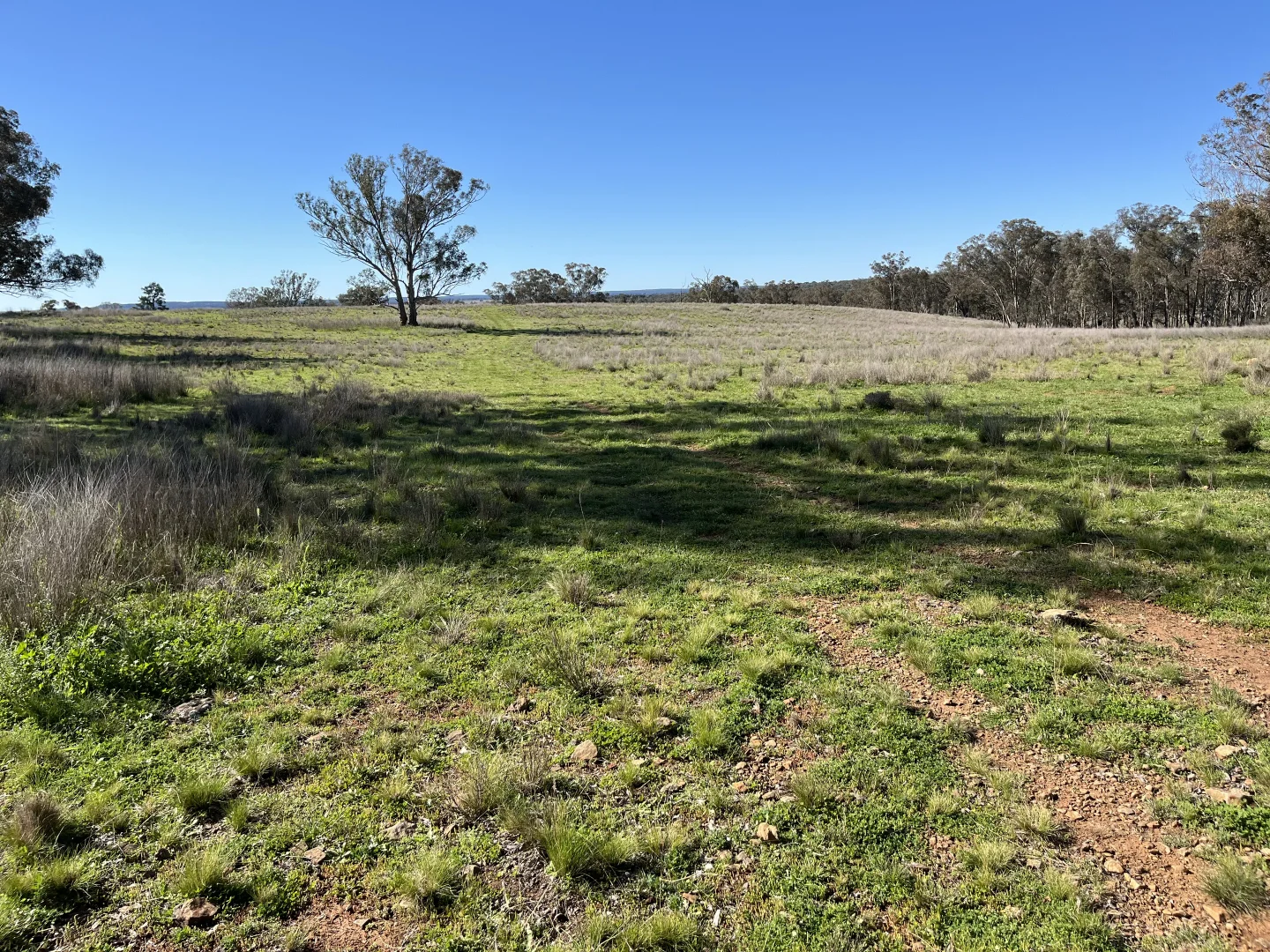 Additional image 29 of "Piambra" 714 Piambra Road, Binnaway NSW 2395