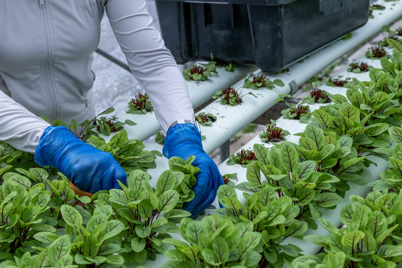 Additional image 4 of 44 Glen Nathan Court, Mount Nathan QLD 4211