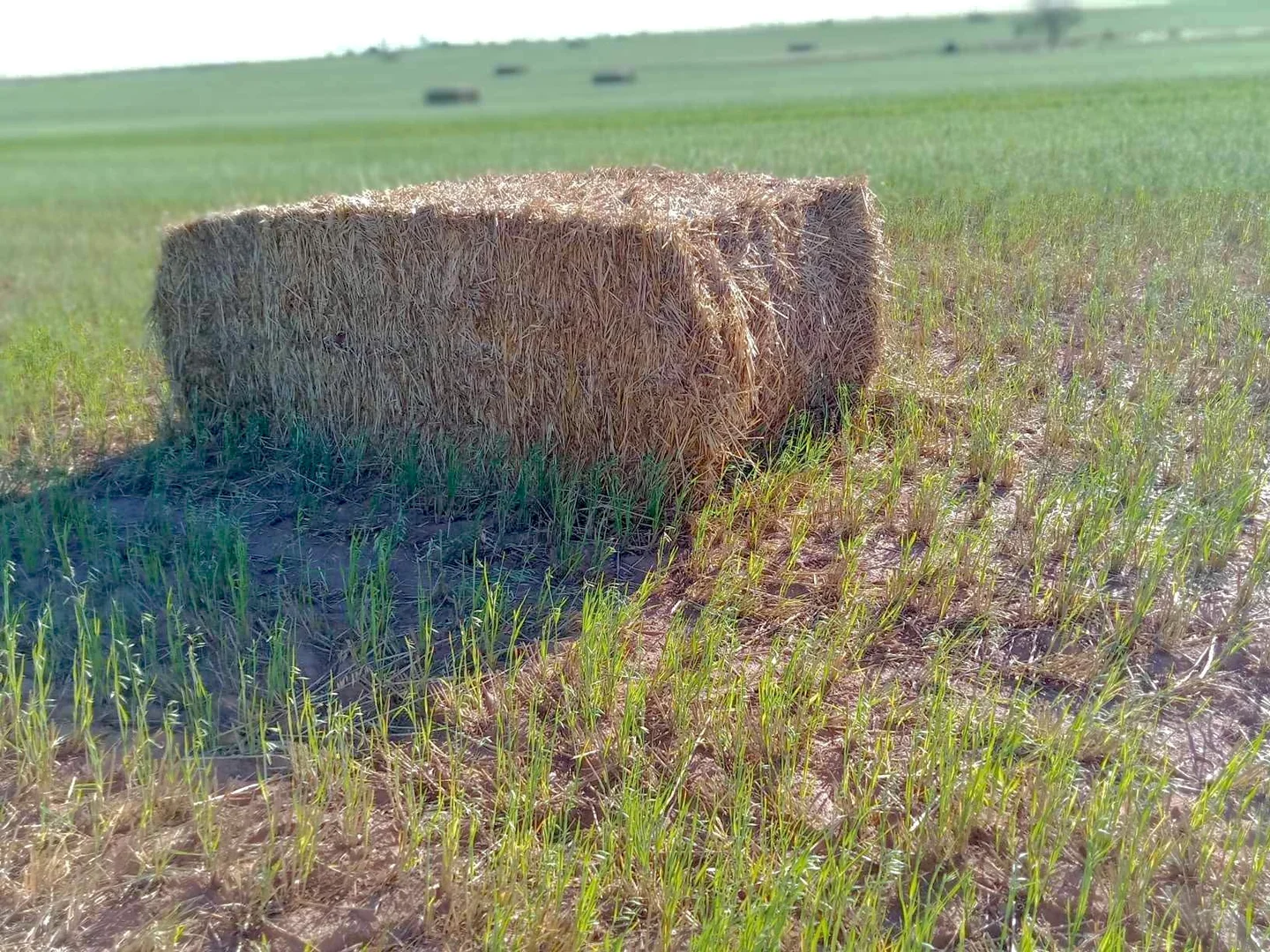 Additional image 31 of 1266 OTC Road, Wandana SA 5690