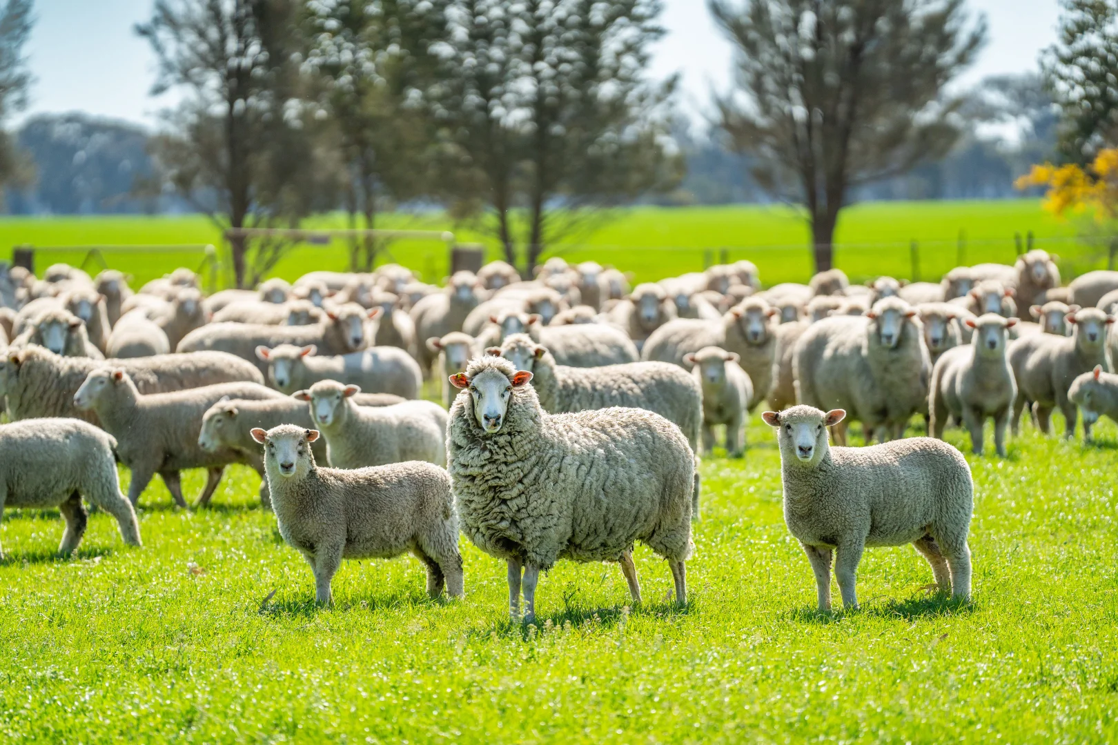 Additional image 2 of BOOROOL Mossdale Road, Balldale NSW 2646