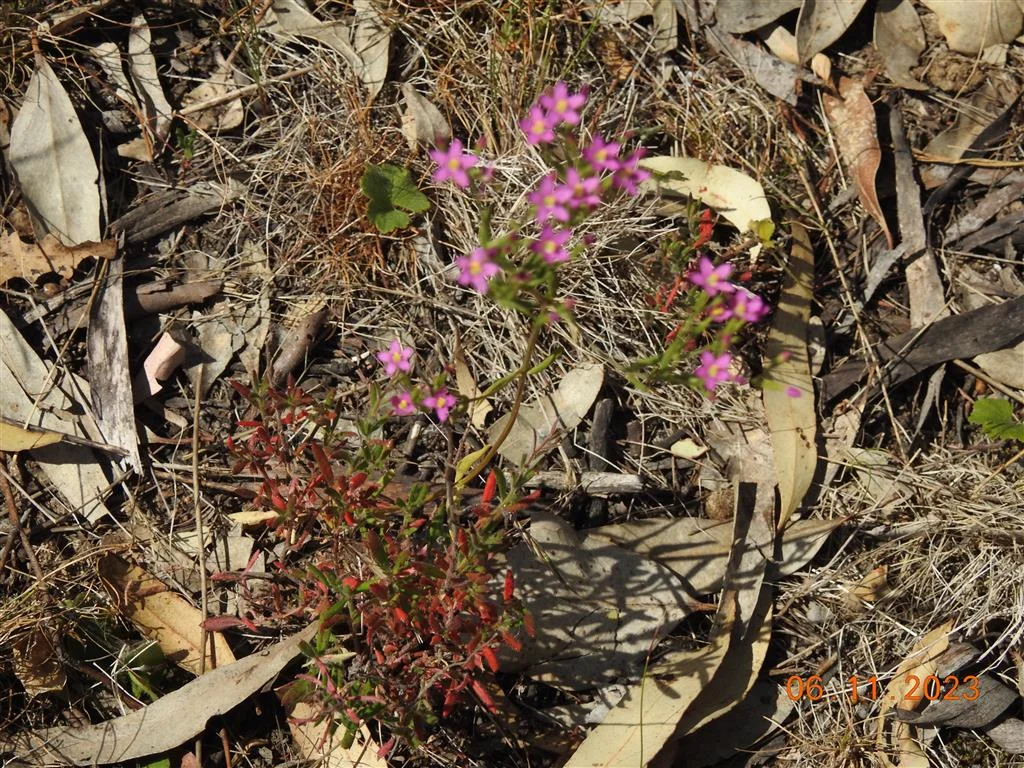 Additional image 9 of Lot 7 Wedderburn-Serpentine Rd, Glenalbyn VIC 3517