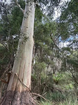 Additional image 13 of 20 Nitida Drive, Scotchtown TAS 7330