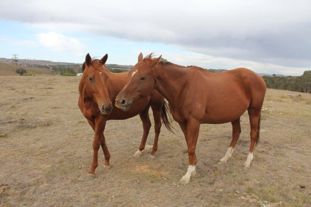 Additional image 10 of 2137 Kiowarrah Road, Bevendale NSW 2581