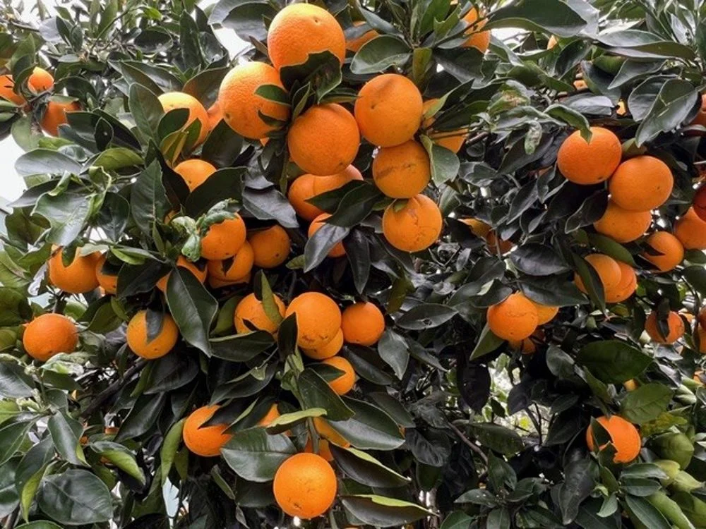 Additional image 14 of 800 Toms Gully Rd, Hickeys Creek NSW 2440