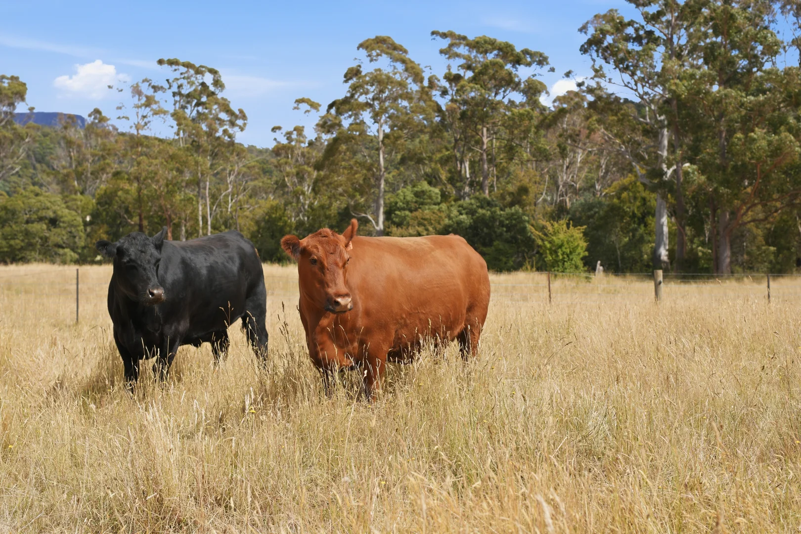 Additional image 24 of 496 Blackwood Creek Road (access via Hodgetts Road), Blackwood Creek TAS 7301