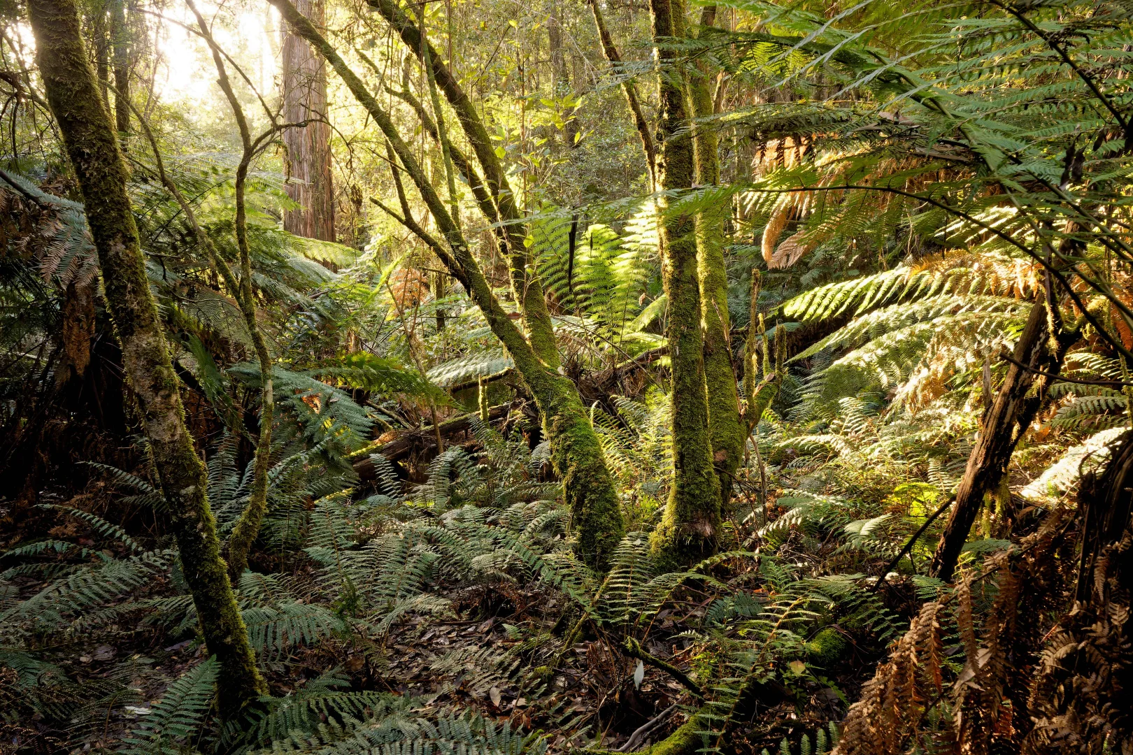 Additional image 14 of Lot 1, 660 Larcombes Road, Reedy Marsh TAS 7304