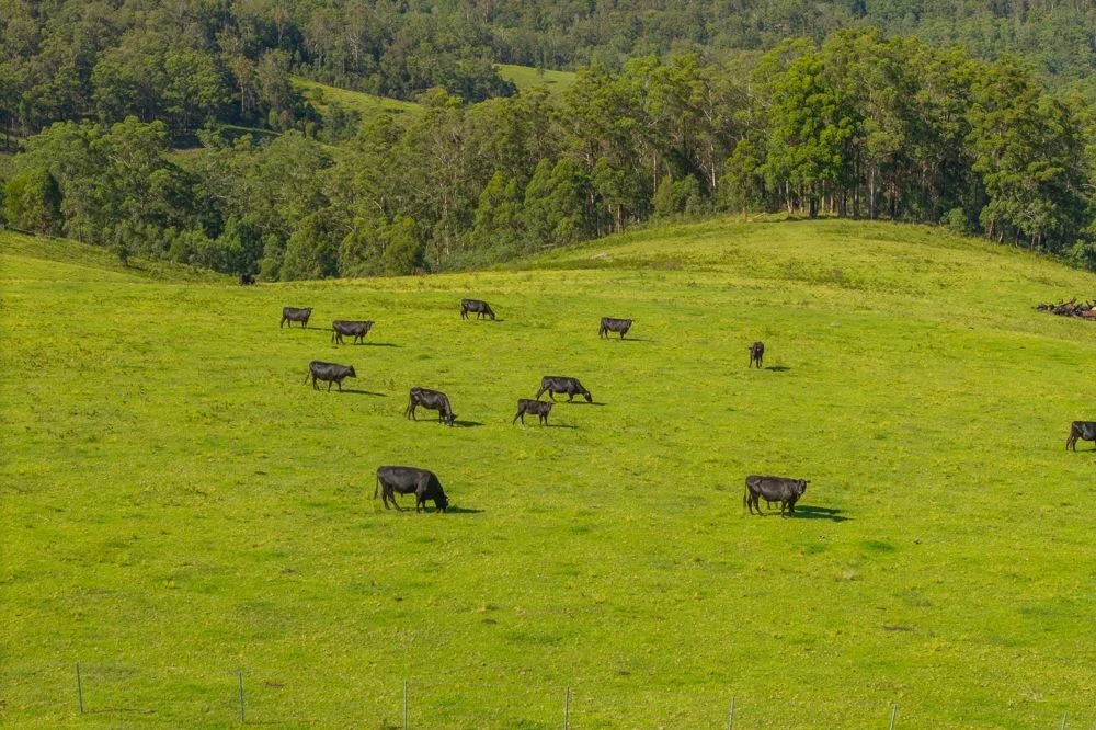 Additional image 24 of 669 Costigans Road, Yarras NSW 2446