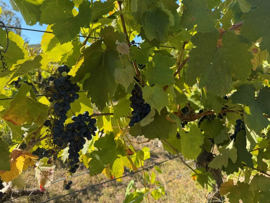 Additional image 12 of 149 Horans Gorge Rd, Fletcher QLD 4381