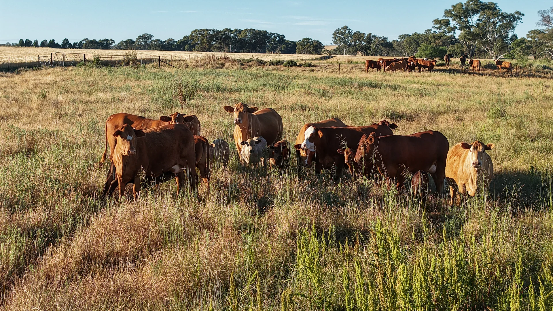 Additional image 27 of The Ranch 27R Plain Creek Road, Wongarbon NSW 2831