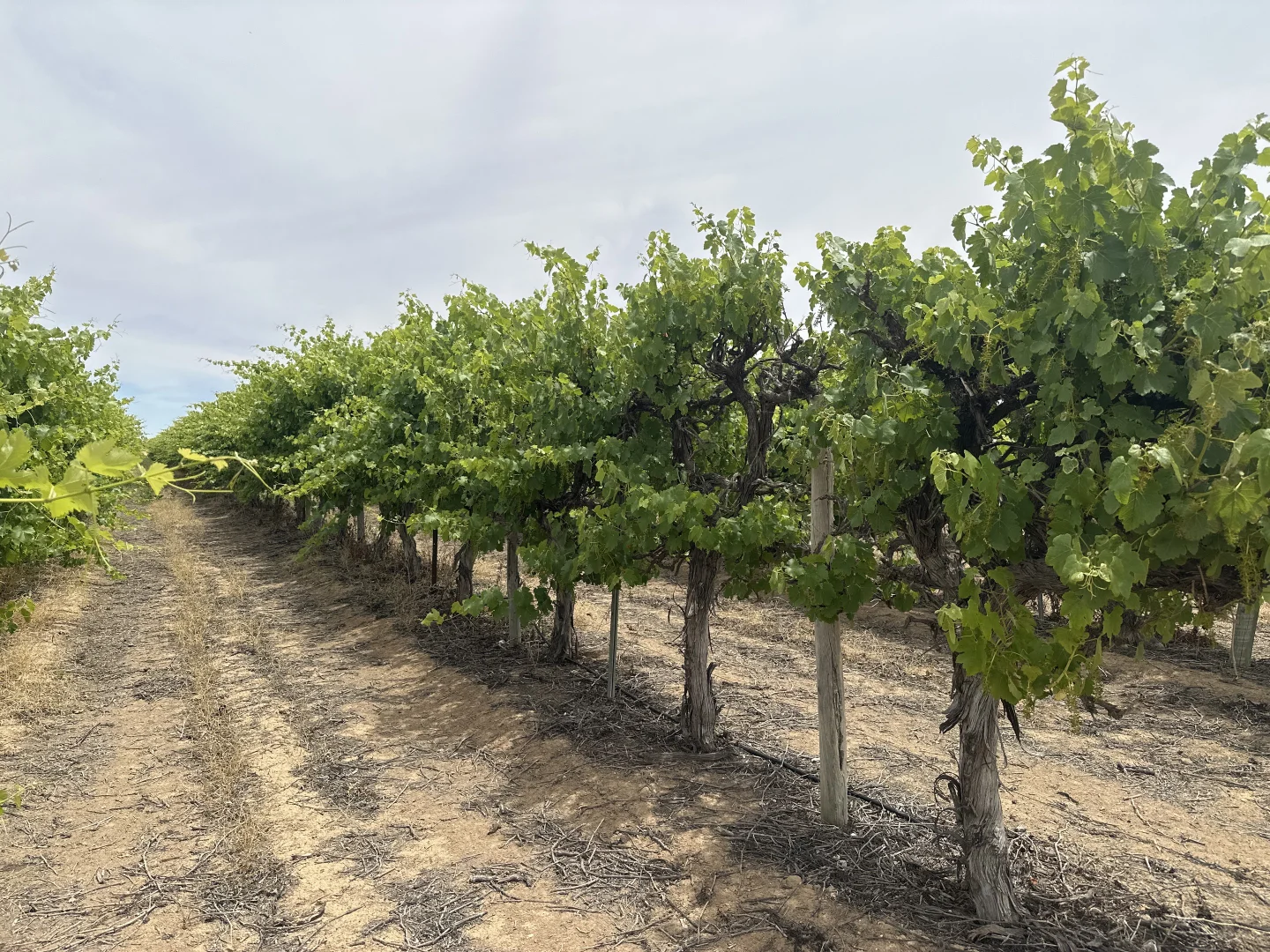 Additional image 8 of Lot 22 Brand Road, Cobdogla SA 5346