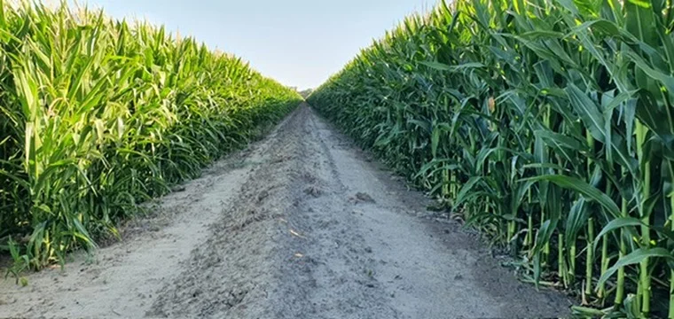 'Kalawar' 1822 Pretty Pine Road, Morago NSW 2710