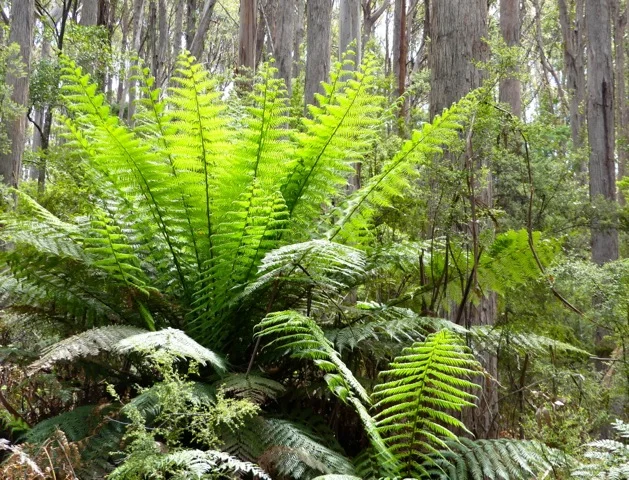 Additional image 13 of Lot 2 Lookout Road, Port Arthur TAS 7182