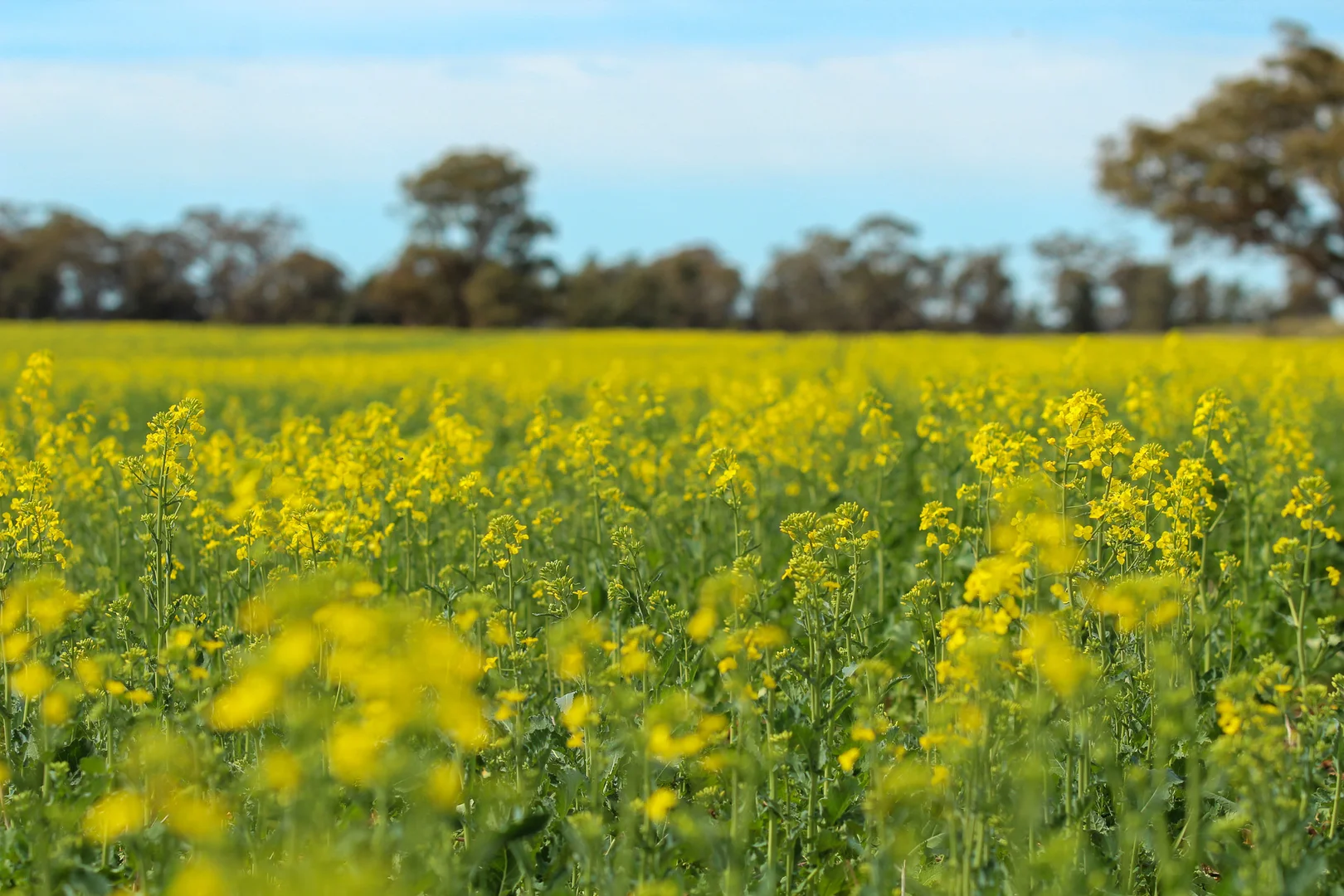 Additional image 34 of Weise Aggregation, Beckom, Ardlethan,, Ariah Park NSW 2665