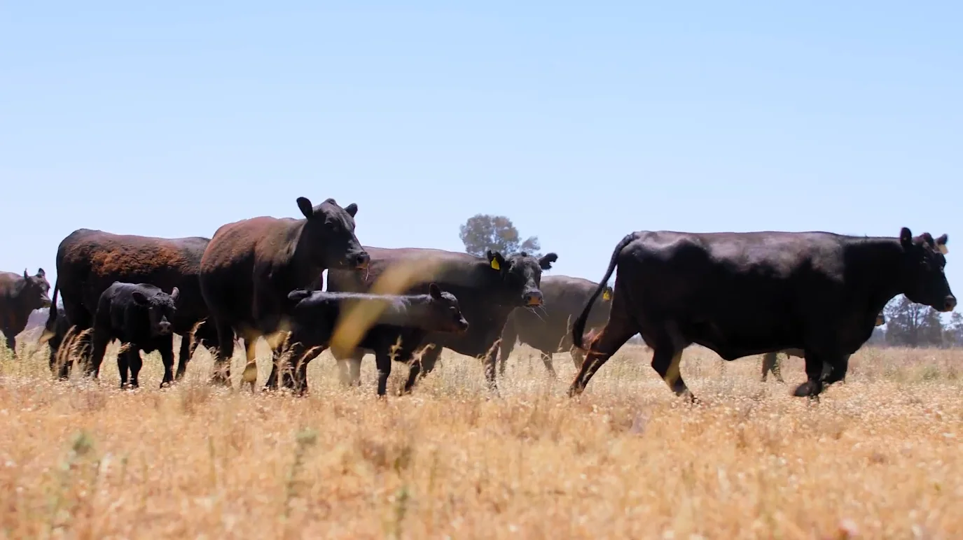 Additional image 17 of Buddabadah NSW 2825