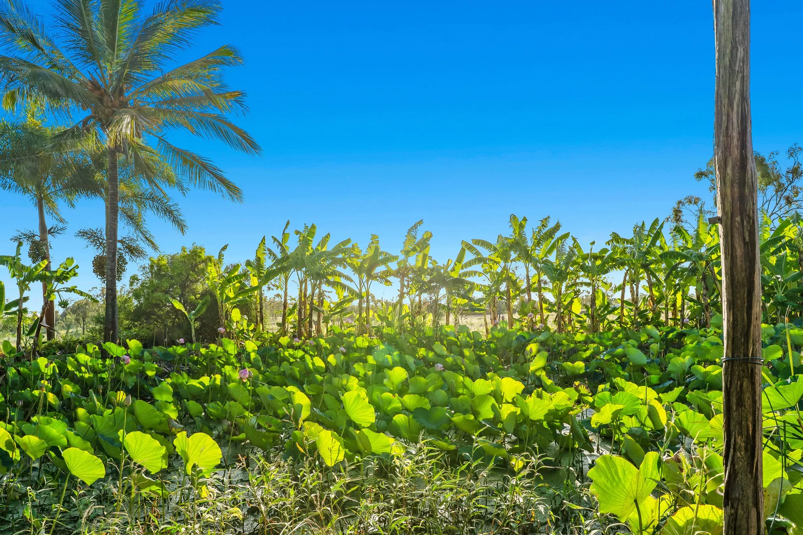 Additional image 31 of 106 South Yaamba Road, Alton Downs QLD 4702