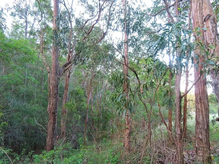 Additional image 19 of 1215 Rivertree Road, Stanthorpe QLD 4380