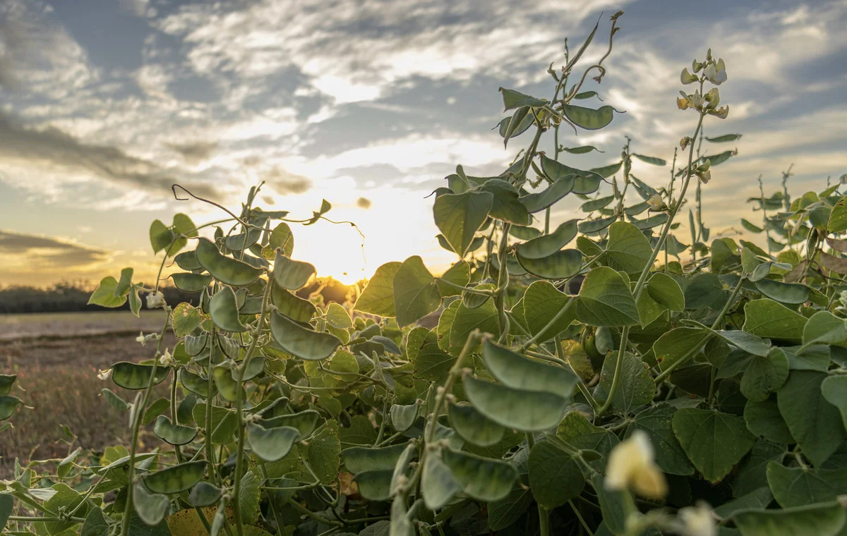 Additional image 10 of 19 - 'Kelinda'/1411 Moura-Bindaree Road, Moura QLD 4718