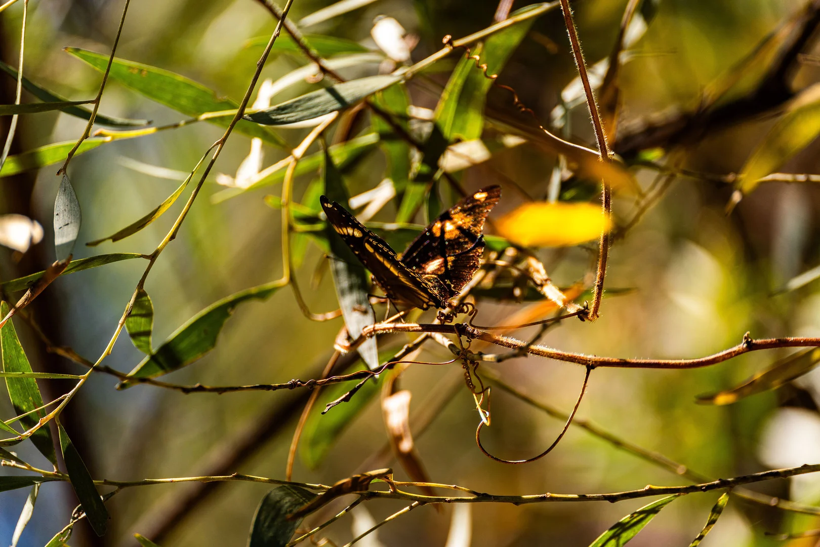 Additional image 49 of Lot 151 Coventry Road, Cape Upstart, Guthalungra QLD 4805