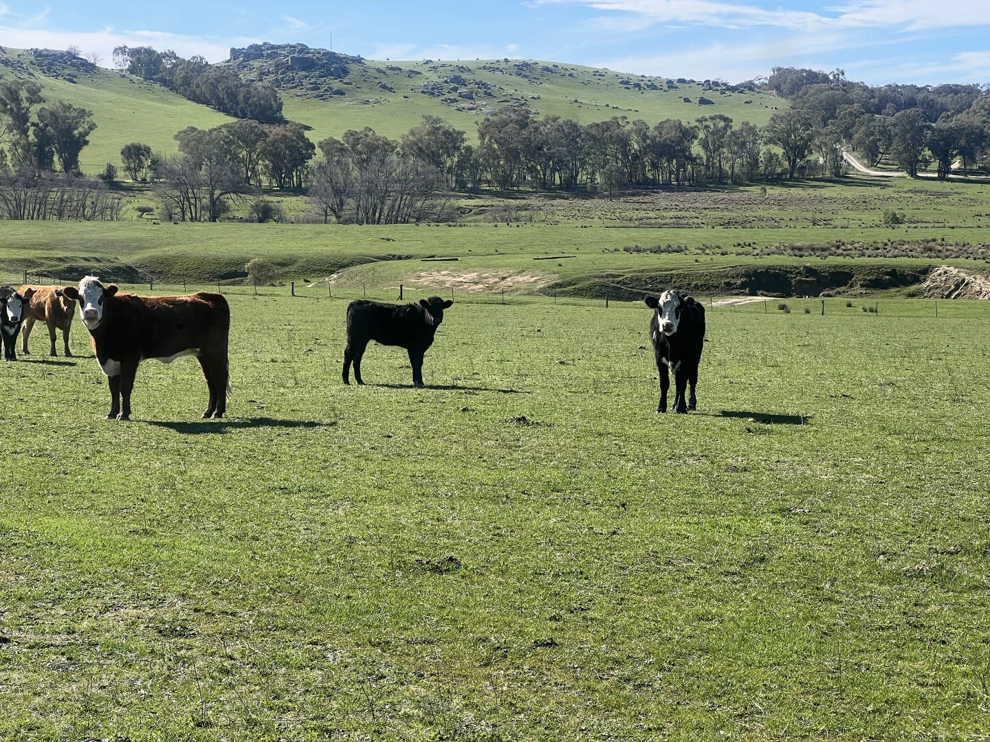 Additional image 3 of Cheesley Gate Road, Indigo Valley VIC 3688