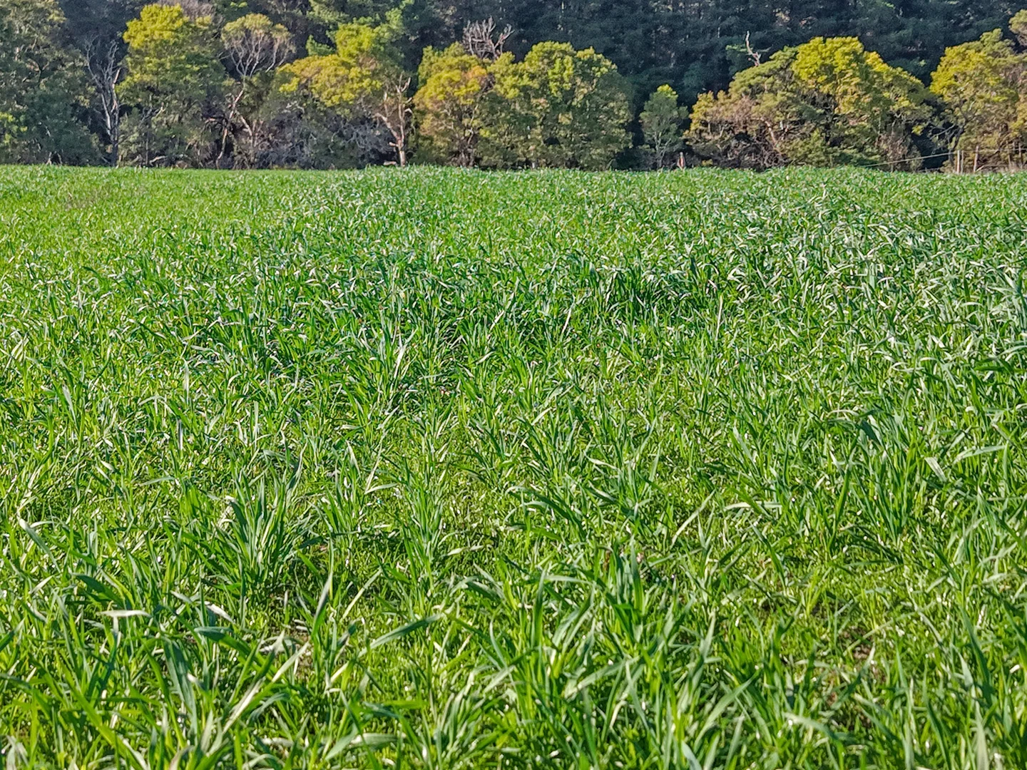 Additional image 38 of 140 Savins Road, Condah VIC 3303