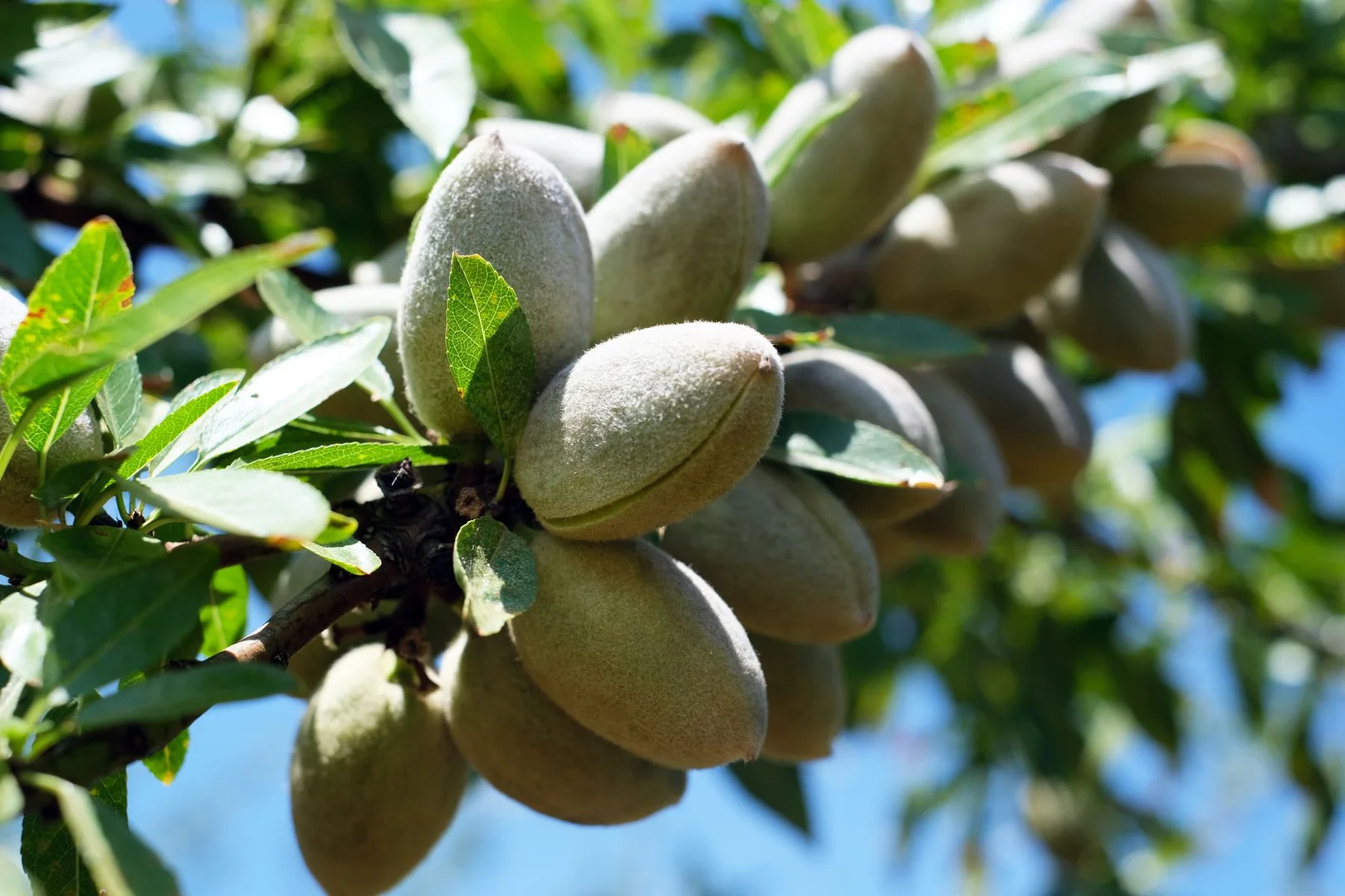 Additional image 21 of 182 Carey Street and 210 Dumosa Street, Red Cliffs VIC 3496