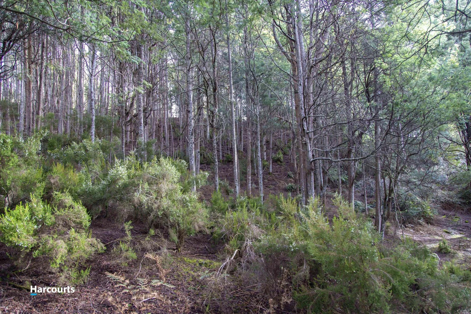 Additional image 11 of Lot 1 Eadies Lane, Franklin TAS 7113