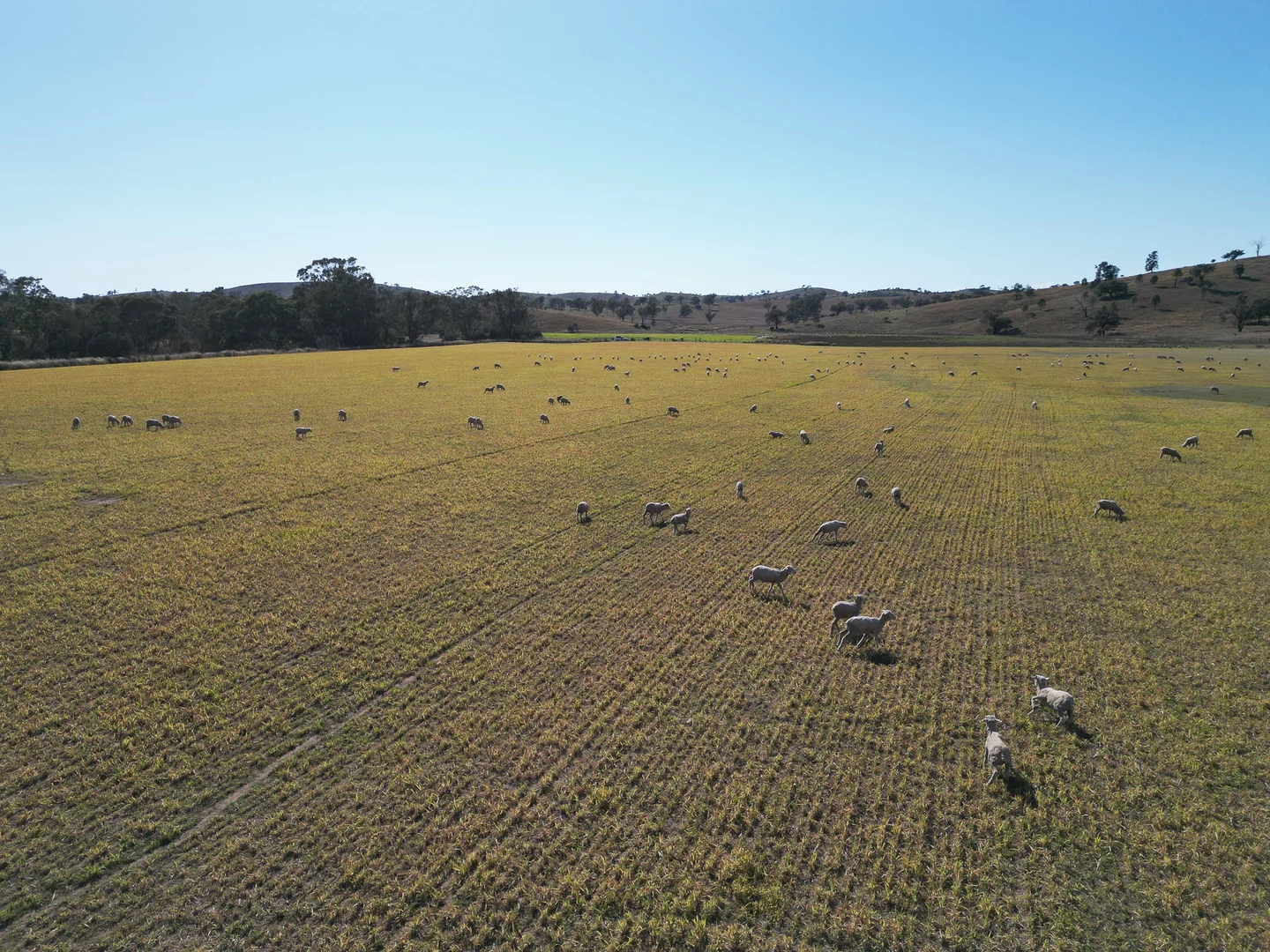 Additional image 22 of 1198 Bukkulla Road, Ashford NSW 2361